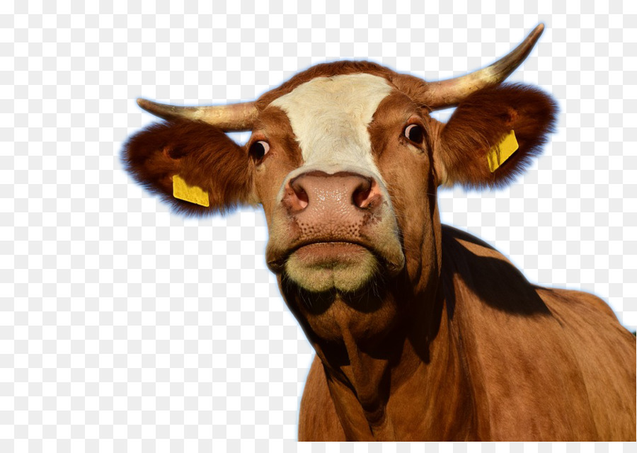 Texas Longhorn mucca Uro Latte bovini da Macello - Una mucca creativo