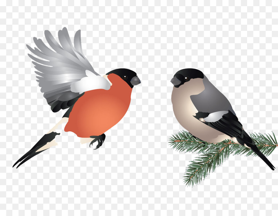 A Volo D'Uccello Illustrazione - due uccelli