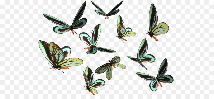 Deviantart - Schmetterling