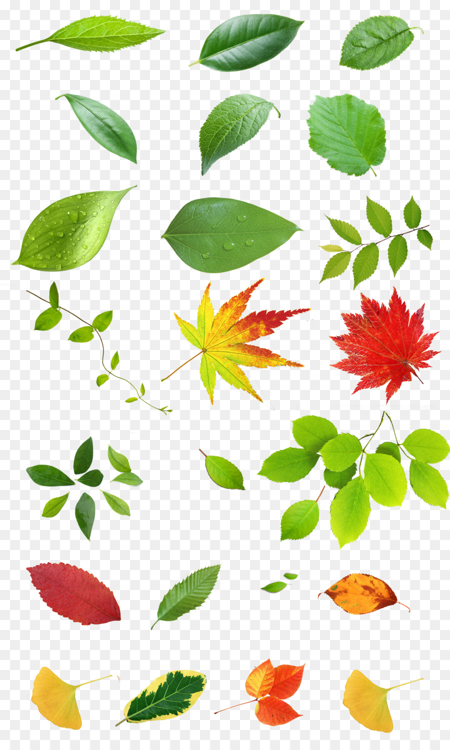 Petalo staminali Vegetali Illustrazione - foglie