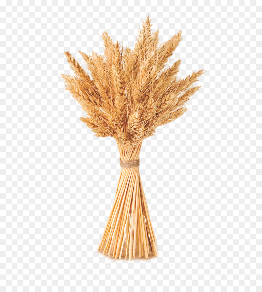 Grano Di Cereali Orzo - Stesso fascio di grano