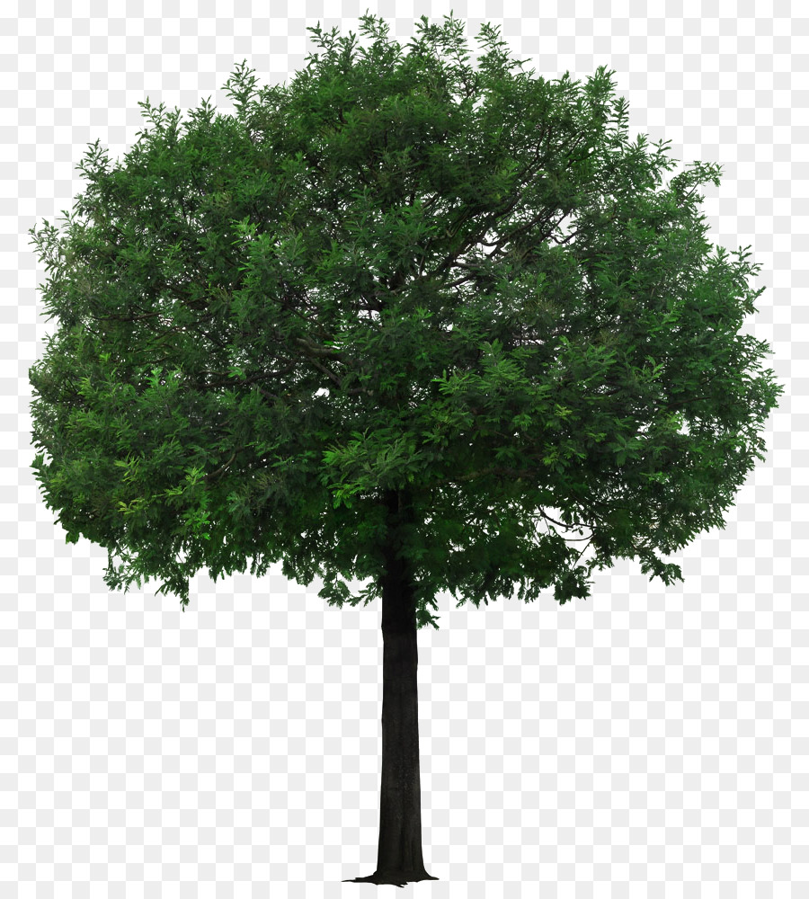 Baum - Ein wenig tan-Baum Bild-material