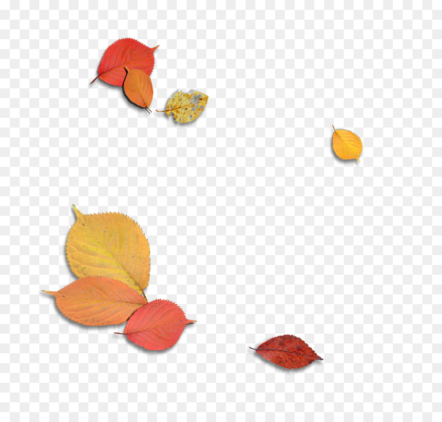 Lá mùa Thu - Ba chiều vật liệu trang trí lá rơi maple