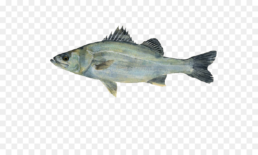 Japan Fisch-Malerei-Zeichnung-Illustration - Fische, illustration