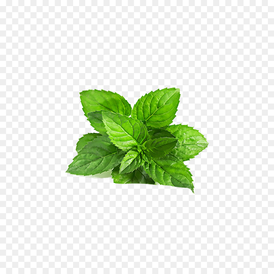 Smoothie-Chutney Mentha arvensis Minze Mentha spicata - Blätter von Gras,Blumen,Dekoration,grün