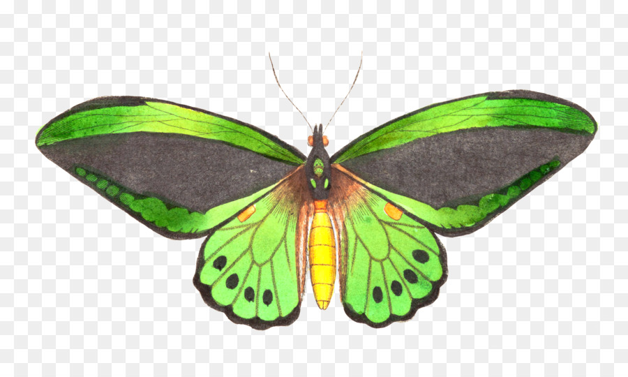 Farfalla Disegno Incisione Illustrazione - farfalla