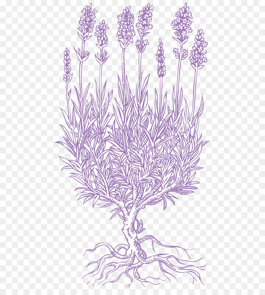 Flower Line Art png is about is about Lavender, Petal, Drawing, Flower, Lin...