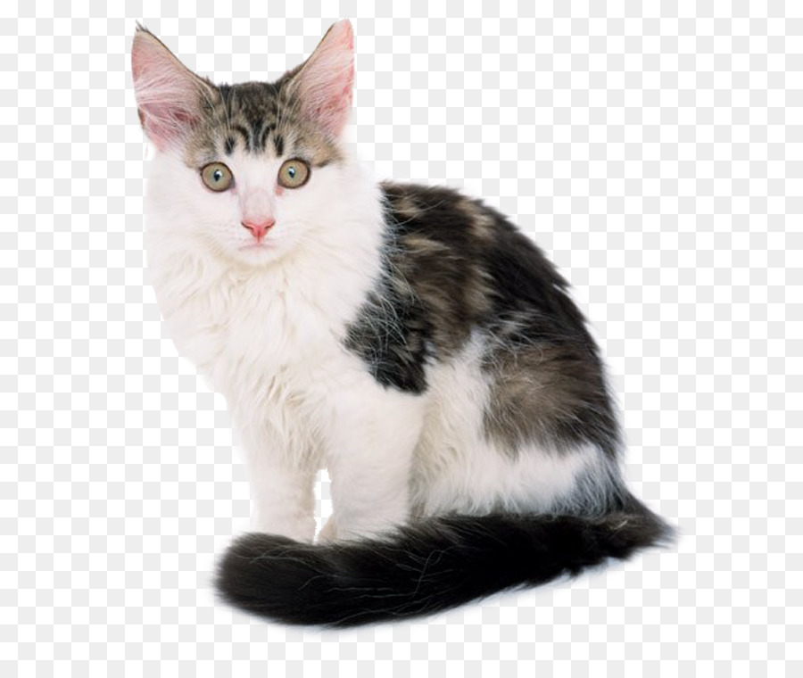 Caucasica Wildcat Cucciolo Cane gatto Nero - carino gatto