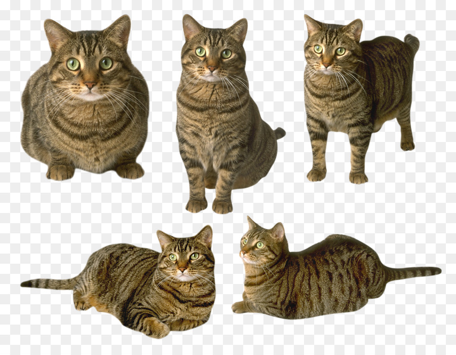 Meow Âm Thanh Con Mèo Con Chó Họ Mèo Trình Bày - hoa mẫu
