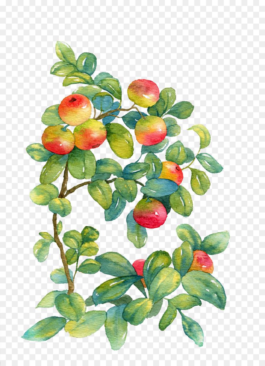 Aquarellmalerei Aquarell: Blumen - Nicht reifer Apfel Bild material