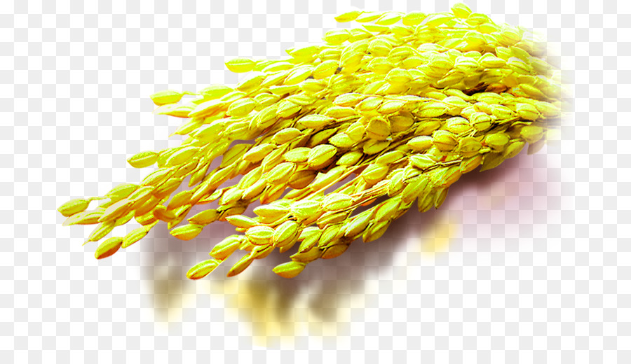 Reis-Download-Computer Datei - Gelber Reis Dekoration Muster
