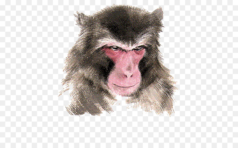 Khỉ Khỉ hoàng đạo Trung quốc - Giống như con khỉ
