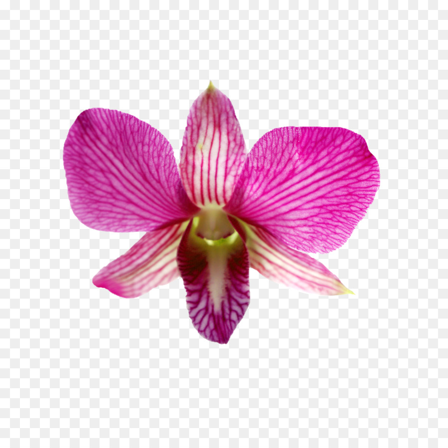 Rhynchostylis cổ phiếu Hoa.xchng Nở Hoa - Yếu tố thiết kế hoa với những bông hoa