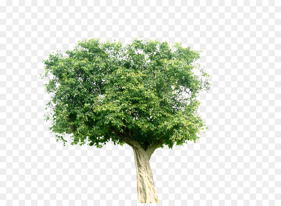 Landschaft Baum Computer-Datei-Anlage - grüner Baum