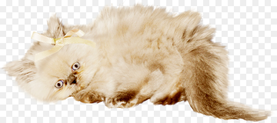 Râu Con Mèo Con Mèo - Hoa Nhãn hoa mẫu