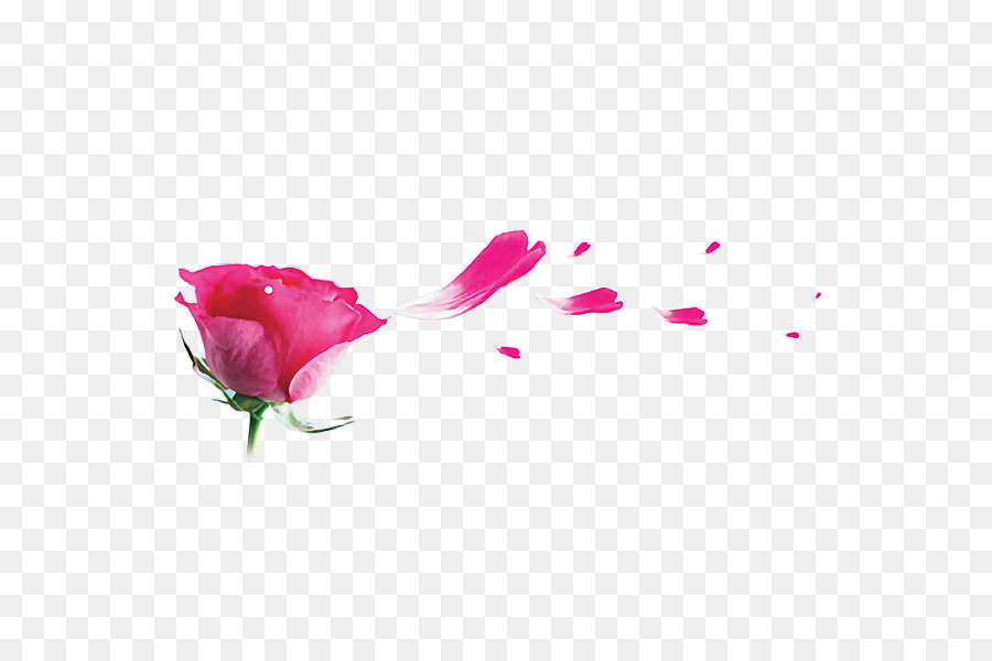 Hoa hồng trong vườn Bãi biển hoa hồng màu Hồng Thắm - cánh hoa hồng