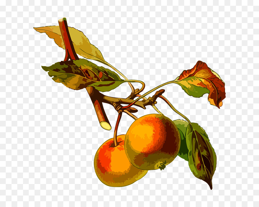 Apple Tree Pome Birne Pomology - Apfel Baum Zweig