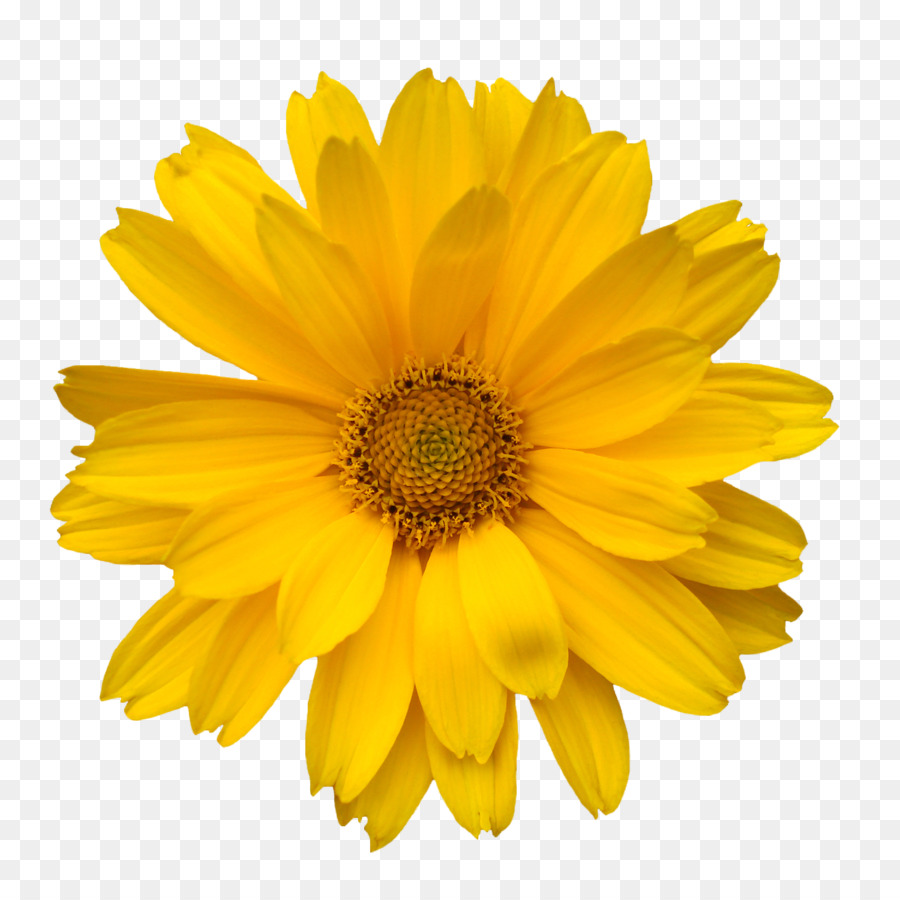 Gemeinsame Transvaal daisy daisy Freie Inhalte Clip-art - Hand bemalt Blumen kreativ Blumen-Muster,Gelbe Blüten