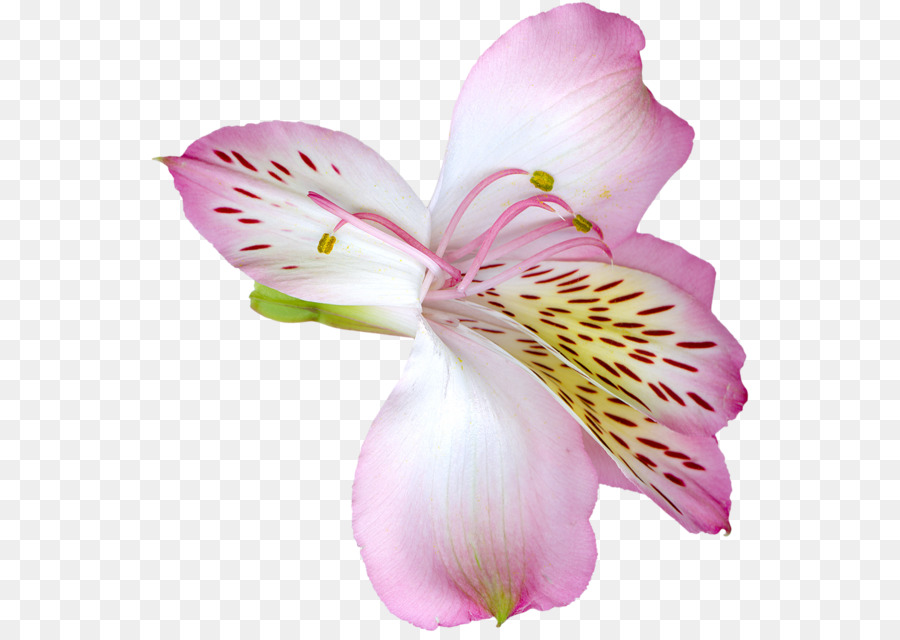 Tiger lily Pasqua lily Flower Clip art - Accessori Gioielli icona dell'Immagine