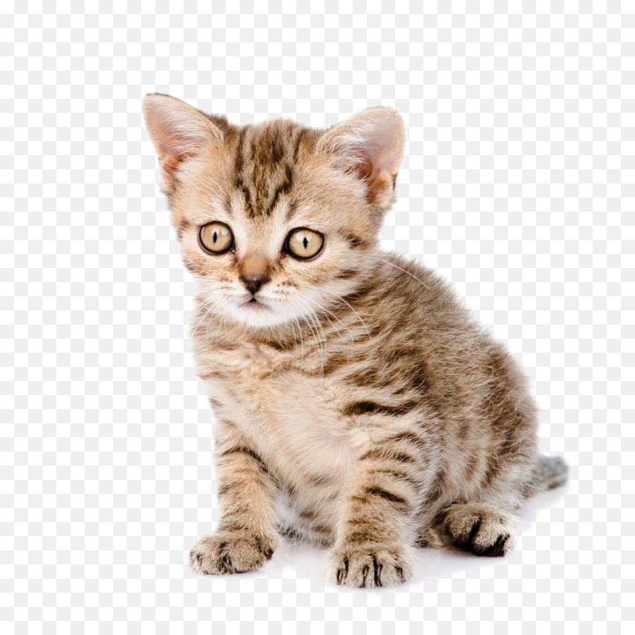 Mèo Con, Mèo Con Chó Nuôi - Nuôi mèo Véc tơ