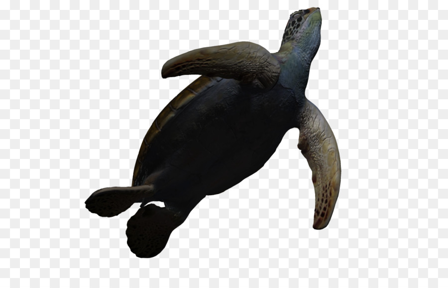 Tartaruga di mare di spazio tridimensionale 3D computer grafica, Animazione - 3d cartoon organismi marini