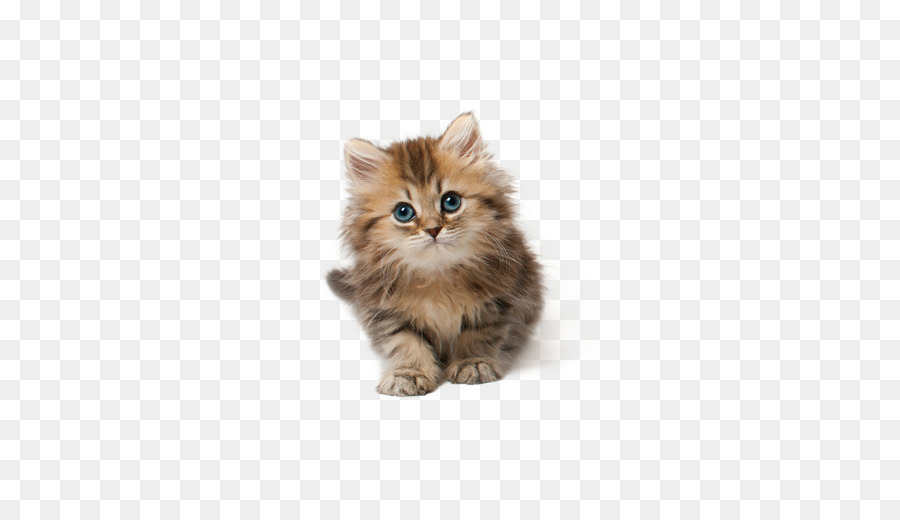 Katze Kitten Welpen Clip-art - Süße Katze