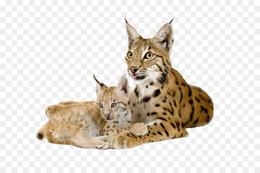La lince Eurasiatica Bobcat Felidae Canada lynx - Gatto maculato