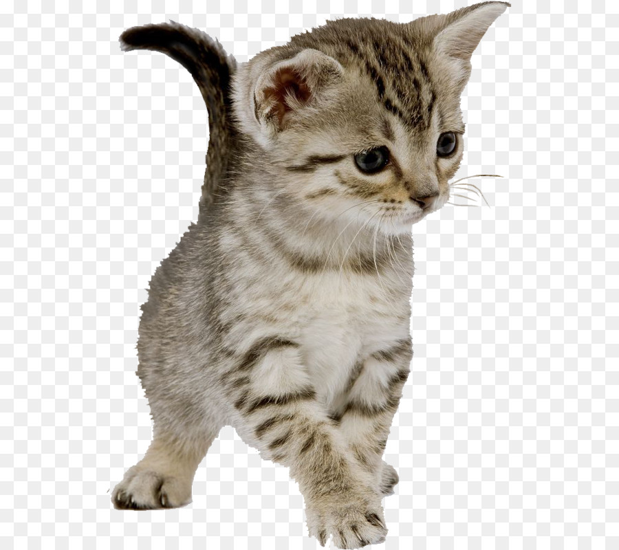 Feral cat Cucciolo di Cane Taglia - soggiorno meng gatto