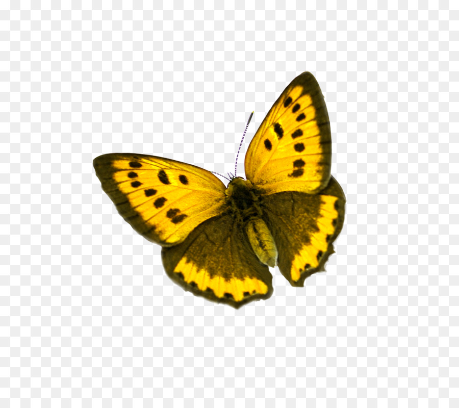 Schmetterling Colias-Symbol - Schmetterling