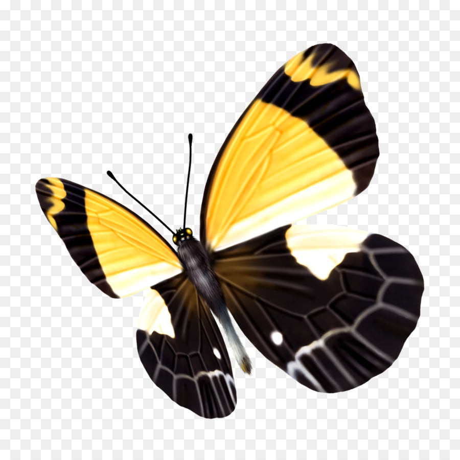 Farfalla Giallo Nero - farfalla