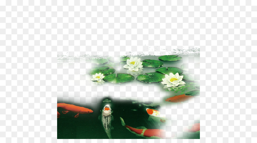Blüte Flora Blatt Wallpaper - Lotus