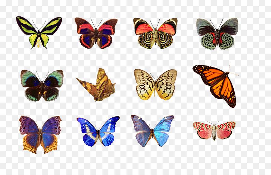 Butterfly Zeile SQL - Schmetterling