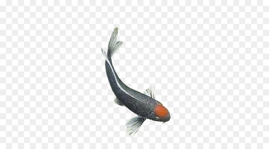 La carpa Pesce - Pesci di acqua