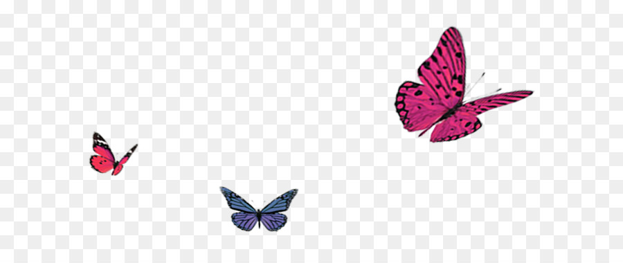 Schmetterling Herbst - Schmetterling