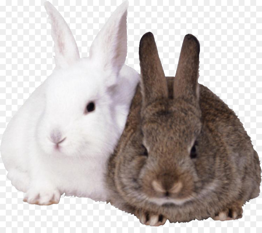 Französisch Lop Osterhase europäischen Kaninchen, Cottontail rabbit - niedlichen Kaninchen