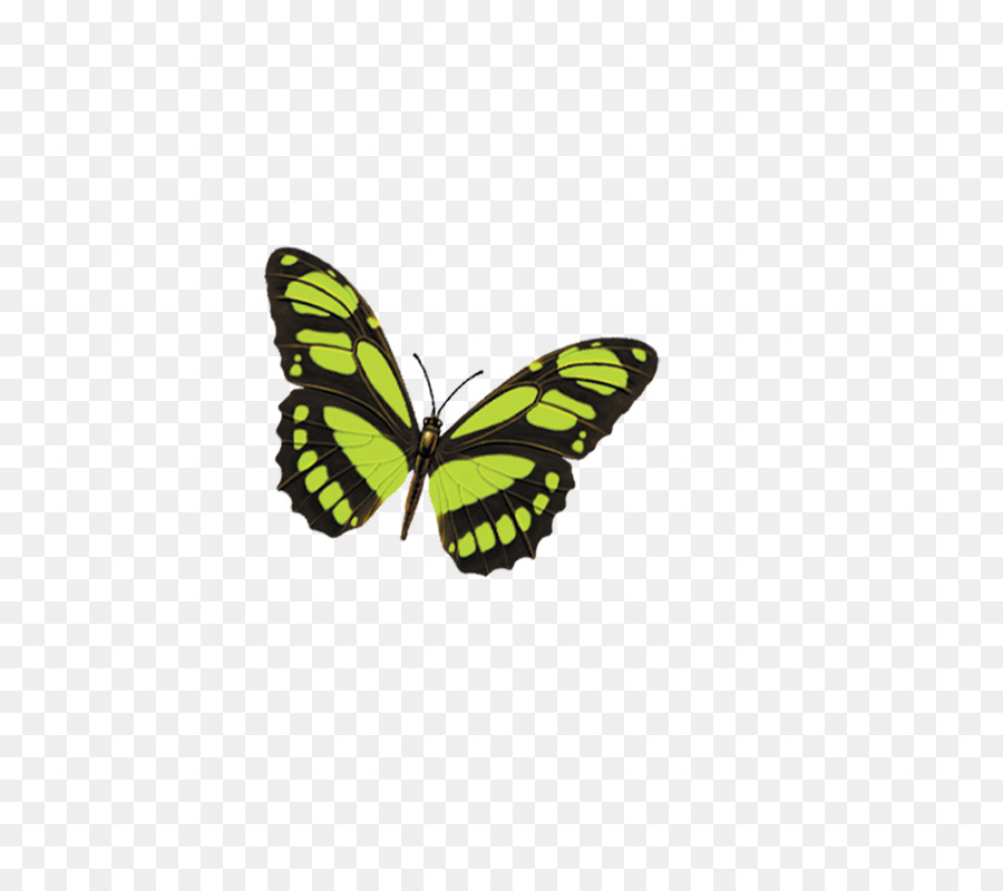 Bướm Hình menelaus nữ Hoàng Alexandra của bướm chim - bướm