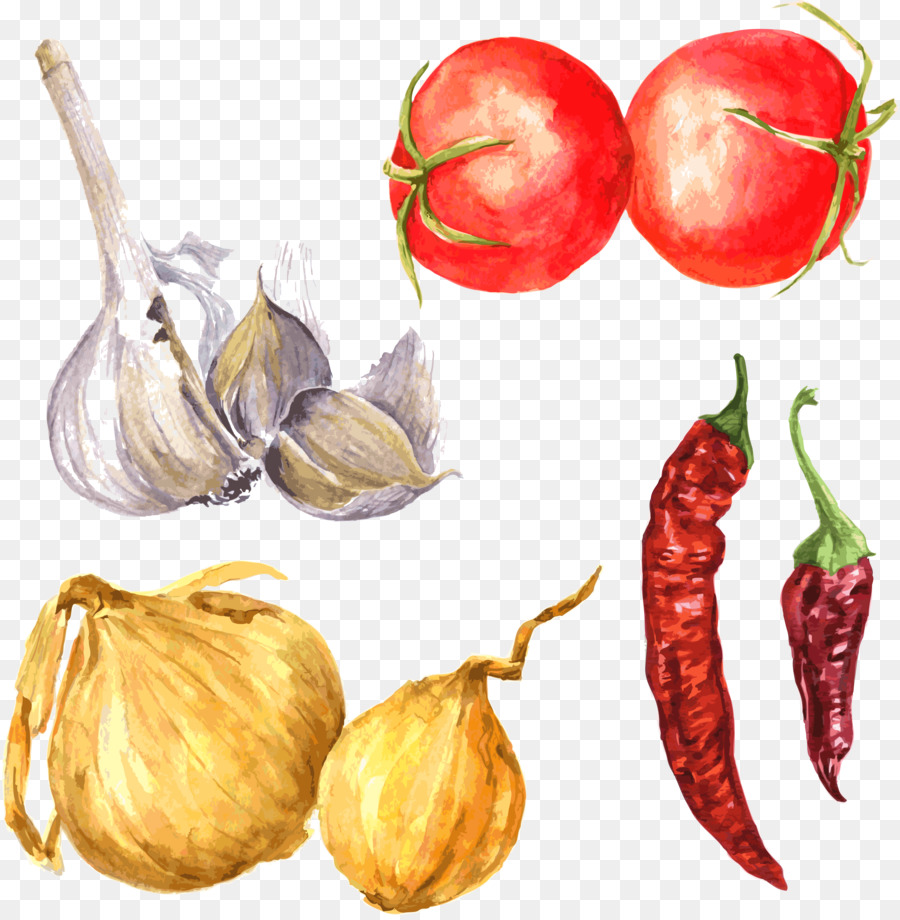 Zeichnung Gewürz-Knoblauch-Illustration - Hand bemalt Gemüse