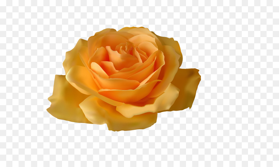 Hoa hồng Hoa Vàng Clip nghệ thuật - hoa hồng màu vàng