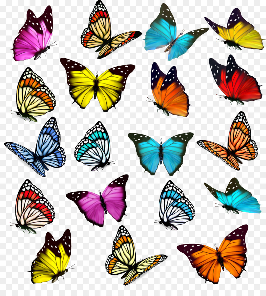 Fotos kostenlos schmetterling 39 Schmetterling