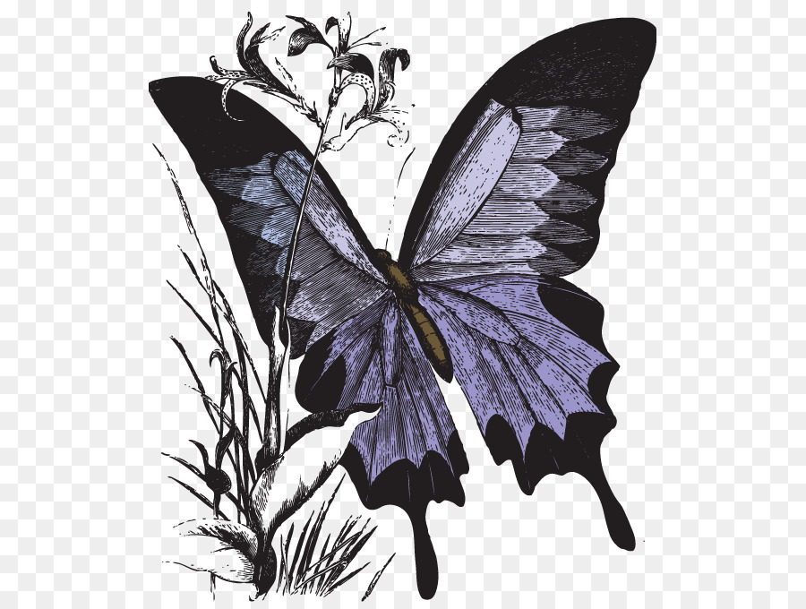 Monarch Schmetterling - Farbe-Vektor-Schmetterling
