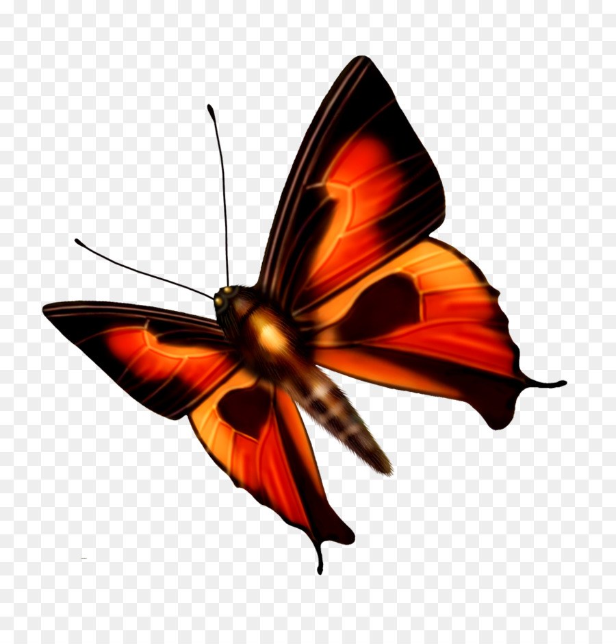 Schmetterling Libelle - Schmetterling