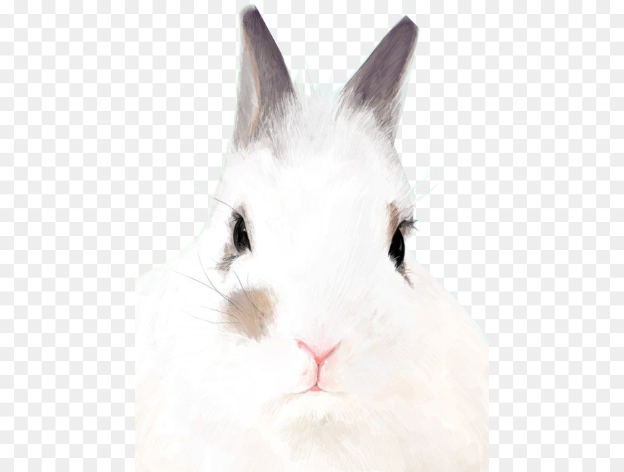 Heimische Kaninchen Hase Pelz Whiskers - Sorgfältige Kaninchen