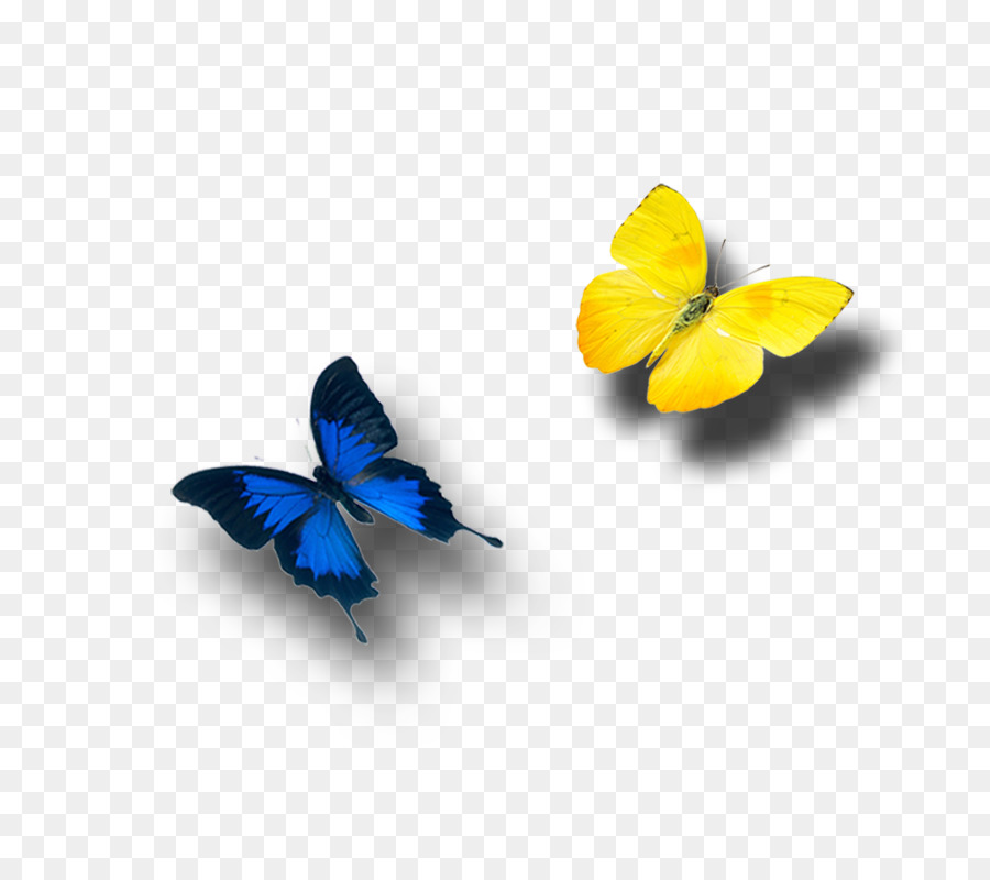 Vua bướm - bướm
