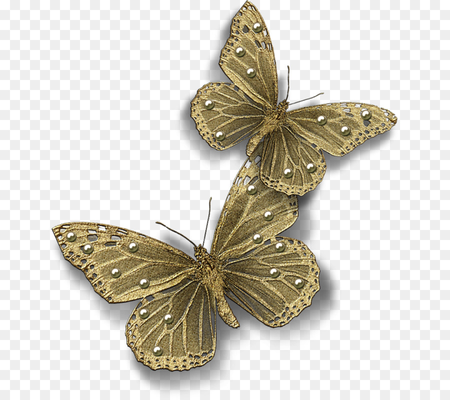 Farfalla, Insetto Nymphalidae Falena - Vintage grigio farfalla