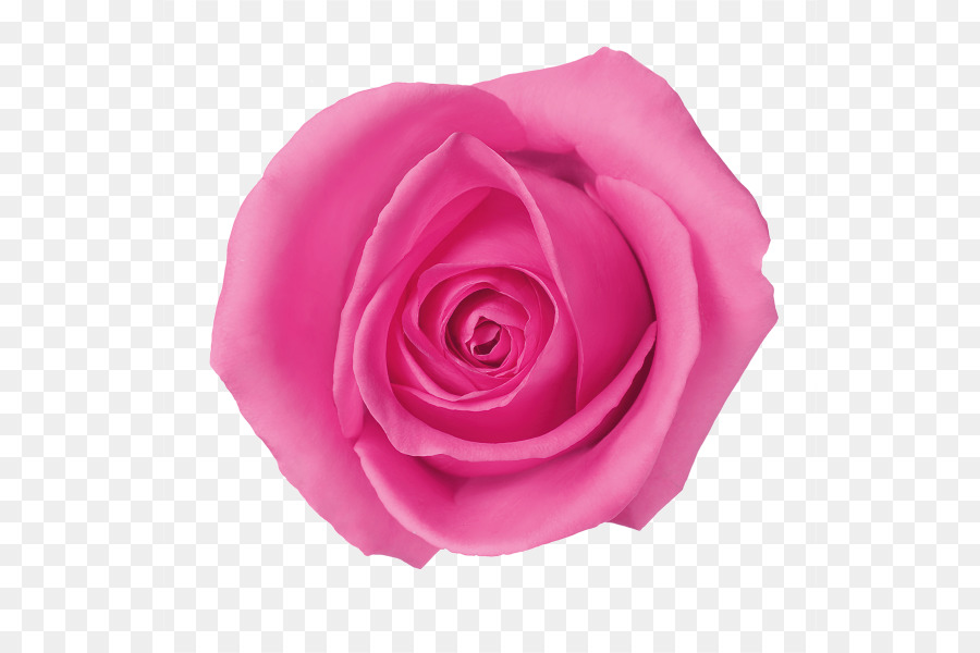 Hoa hồng trong vườn Centifolia hoa hồng Bãi biển Hoa hồng - Hoa hồng