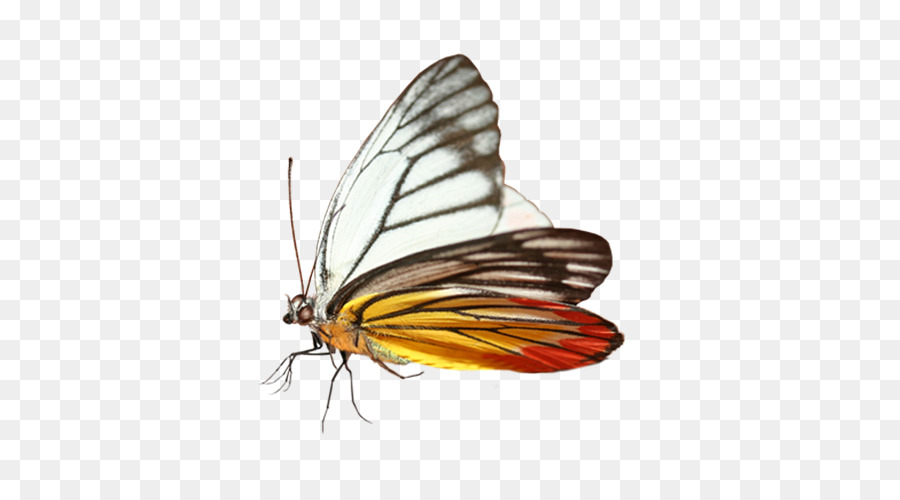 Farfalla monarca Proposto per la Promessa - farfalla