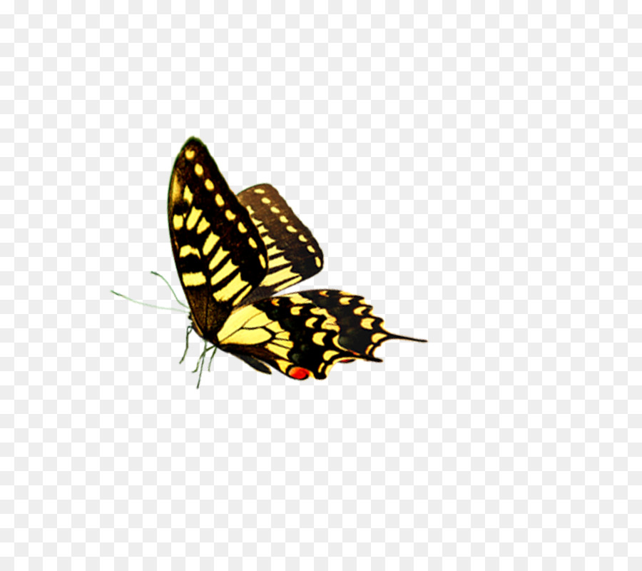 Bay Bướm Xe - bướm