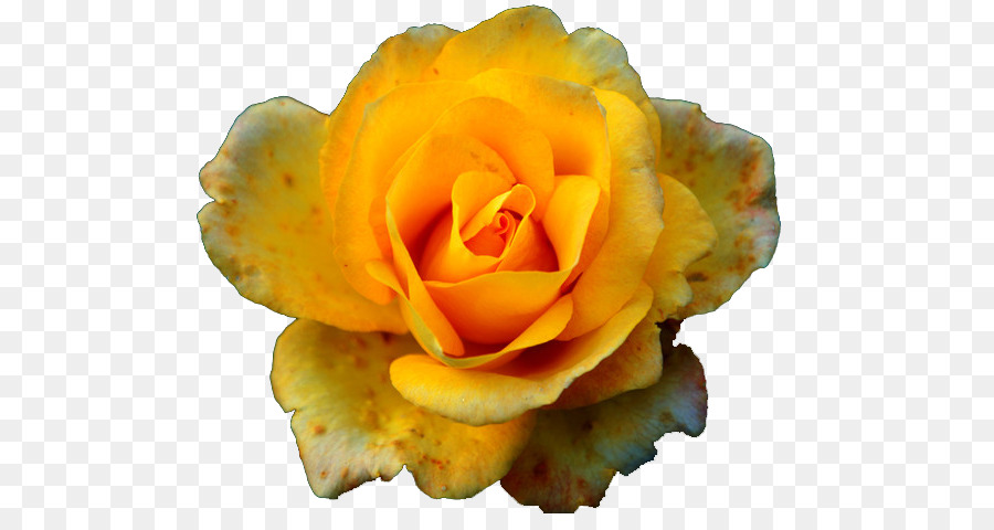 Rosa chinensis Rosen Gelb Rosa - Gelbe rose Blume