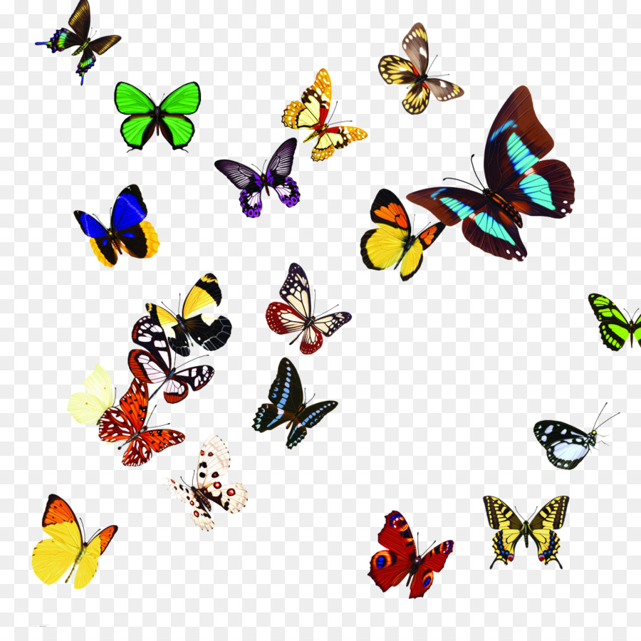 Bướm Clip nghệ thuật - đầy màu sắc bướm