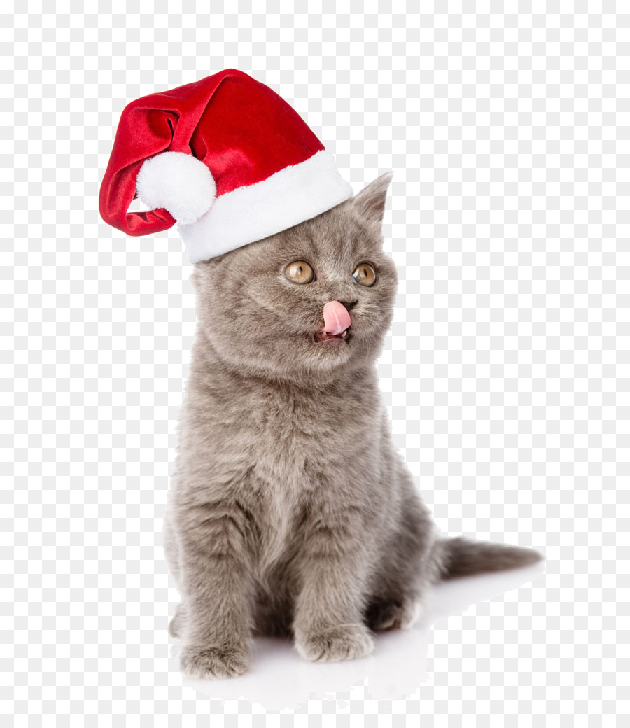 Mèo Con Chó Santa Claus - Với Giáng sinh mũ Chanmao